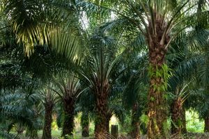 Multi-stakeholder process facilitation and moderation on behalf of the Forum for Sustainable Palm Oil